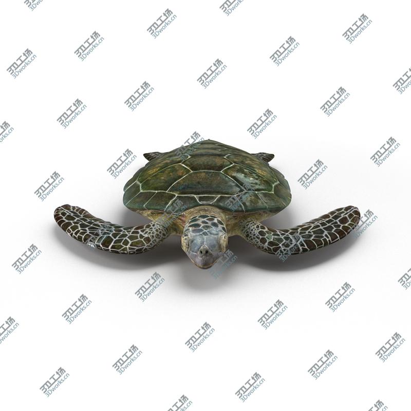 images/goods_img/20210313/Sea Turtle Rigged for Cinema 4D/2.jpg